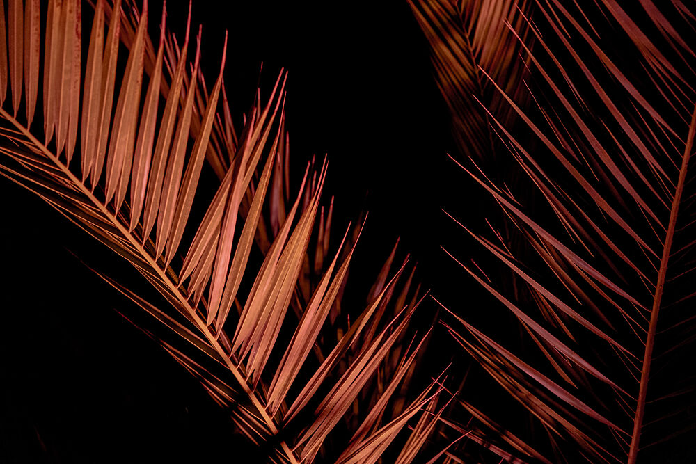 Elegant Night Palm art print by Mareike Bohmer for $57.95 CAD