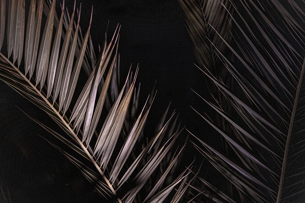 Dark Tropical Palms art print by Mareike Bohmer for $57.95 CAD