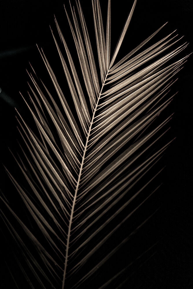Elegant Sepia Palm art print by Mareike Bohmer for $57.95 CAD