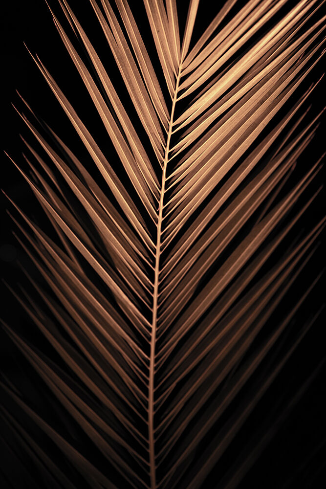 Golden Palm Frond art print by Mareike Bohmer for $57.95 CAD