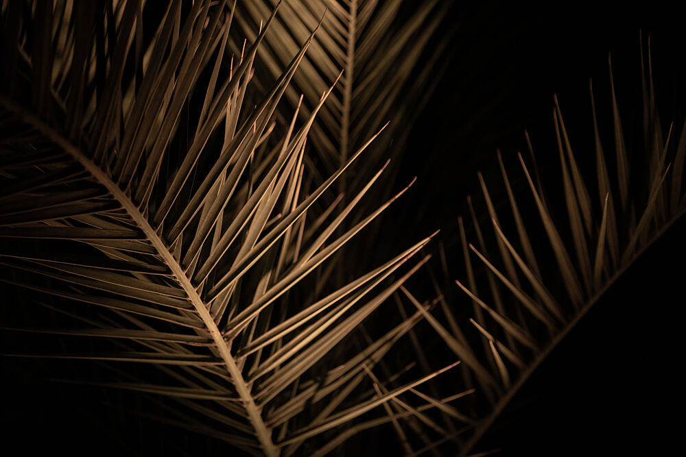 Golden Palm Fronds art print by Mareike Bohmer for $57.95 CAD