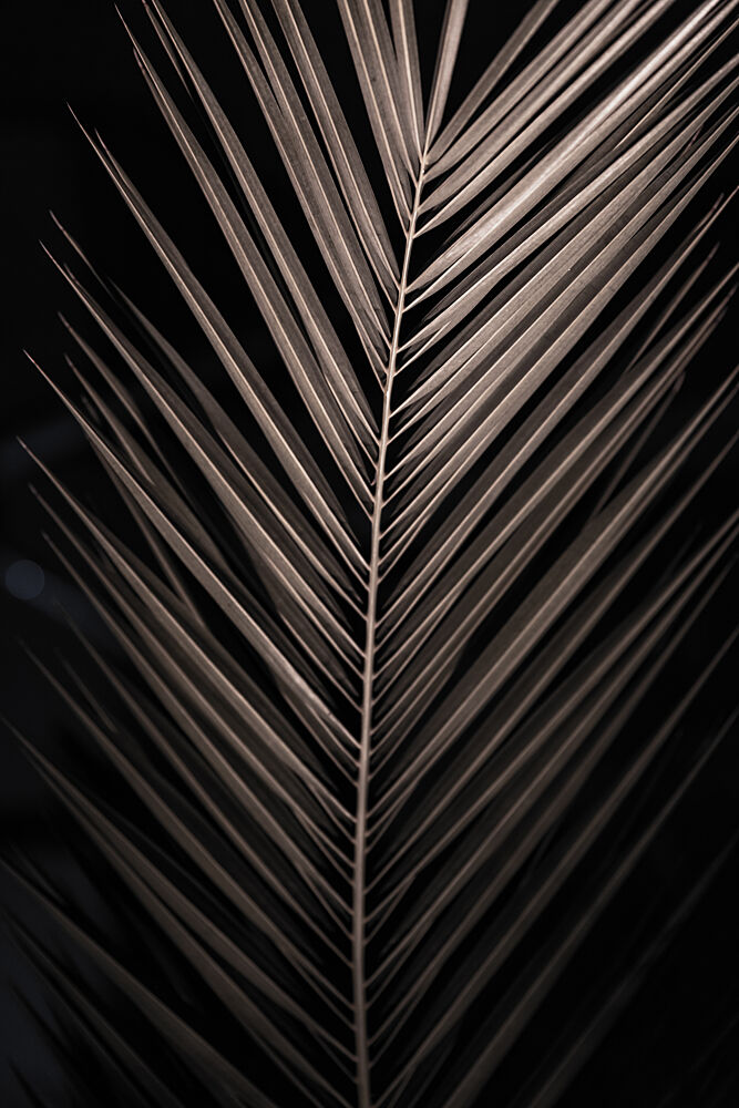 Elegant Palm Frond art print by Mareike Bohmer for $57.95 CAD
