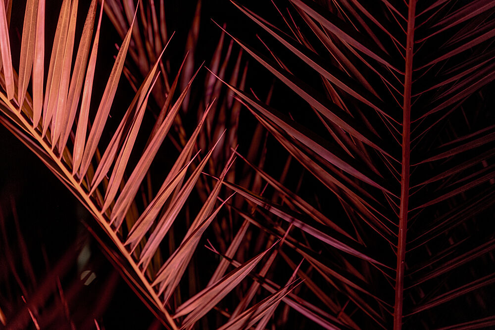 Tropical Magenta Fronds art print by Mareike Bohmer for $57.95 CAD