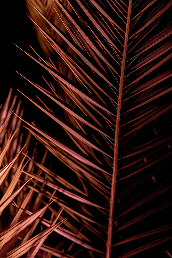 Dark Palm Frond art print by Mareike Bohmer for $57.95 CAD