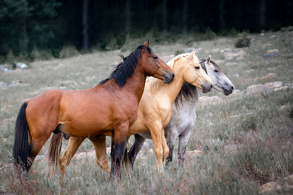 Three Wild Horses art print by Linda Louw for $57.95 CAD