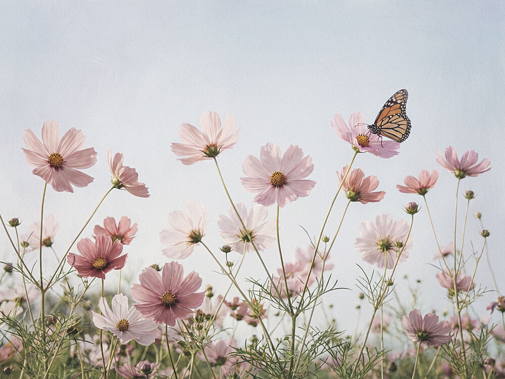 Pink Cosmos Butterfly art print by Andreas Magnusson for $57.95 CAD