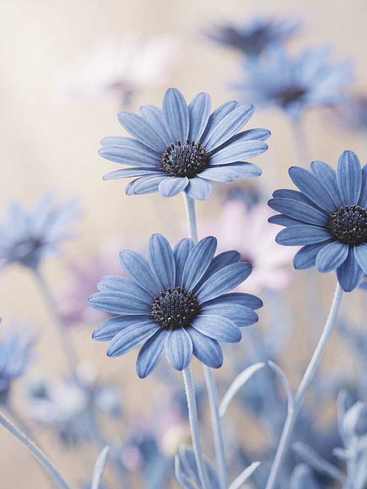 Soft Blue Daisies art print by Andreas Magnusson for $57.95 CAD