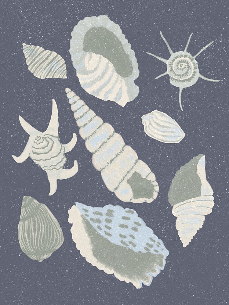 Seashells Collection art print by Aliya Putrus for $57.95 CAD