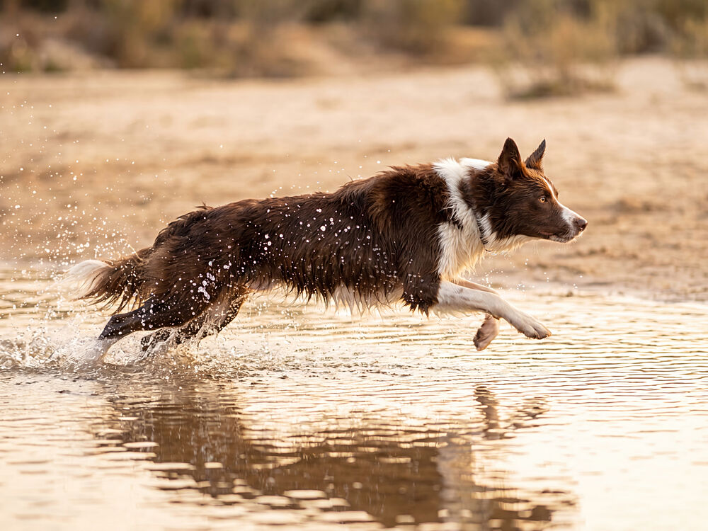 Golden Hour Collie Splash art print by Andreas Magnusson for $57.95 CAD