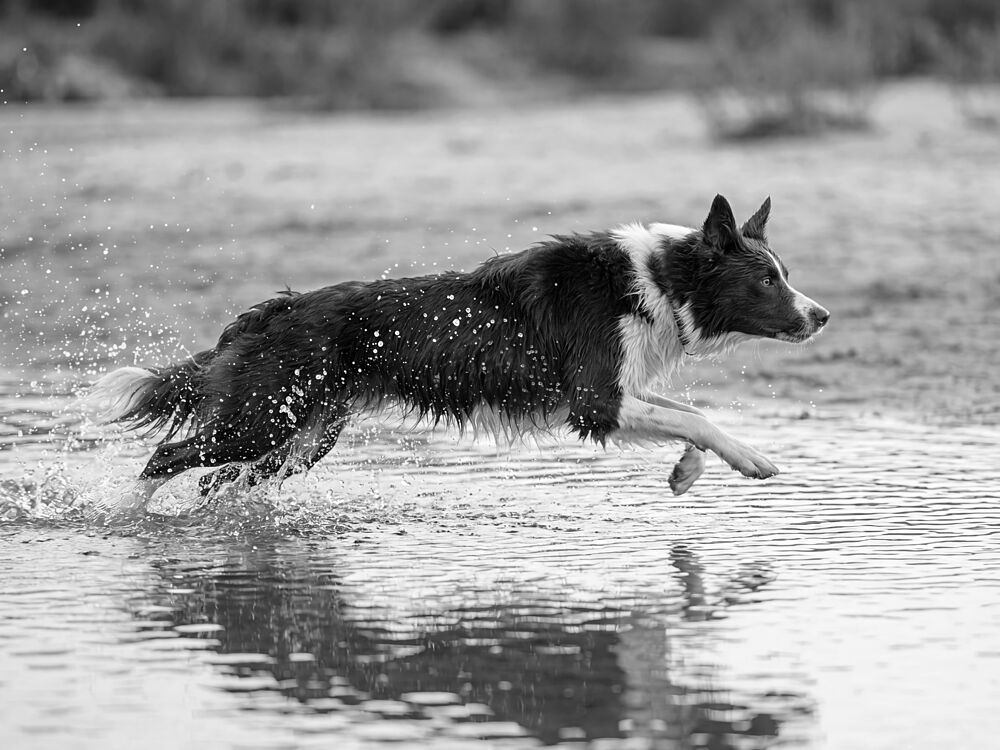 Playful Dog Splashing art print by Andreas Magnusson for $57.95 CAD