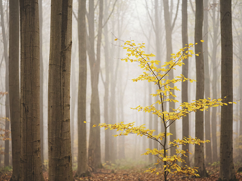 Misty Autumn Sapling art print by Andreas Magnusson for $57.95 CAD