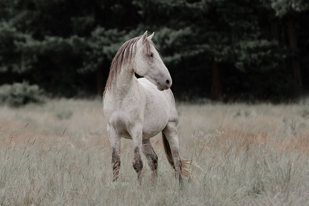Wild Horse in Meadow art print by Linda Louw for $57.95 CAD