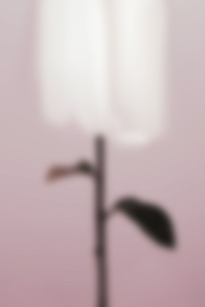 Soft Pink Plant Blur art print by Pictufy Studio III for $57.95 CAD