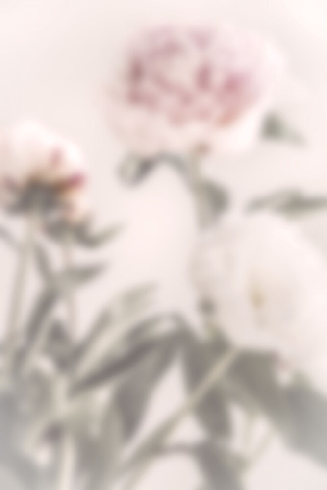 Soft Pink Peonies art print by Pictufy Studio III for $57.95 CAD
