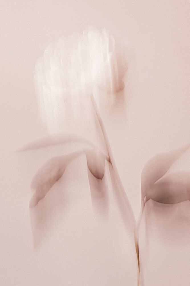 Ethereal Pink Bloom art print by Pictufy Studio III for $57.95 CAD