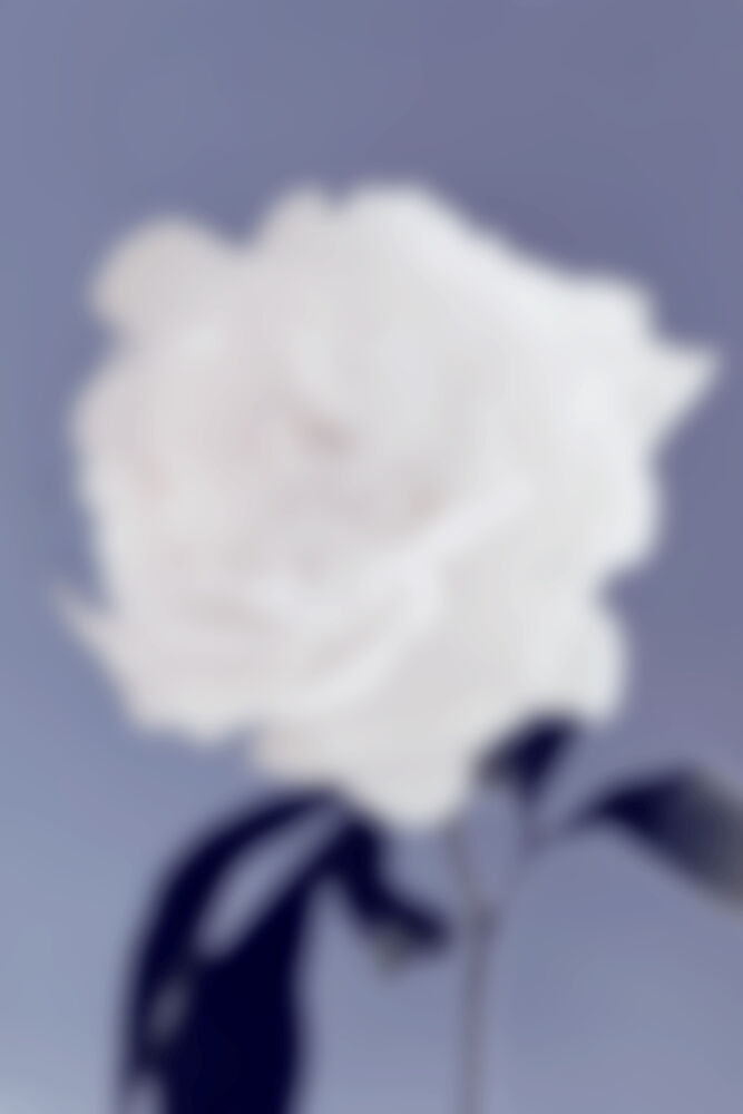 Blurred White Bloom art print by Pictufy Studio III for $57.95 CAD