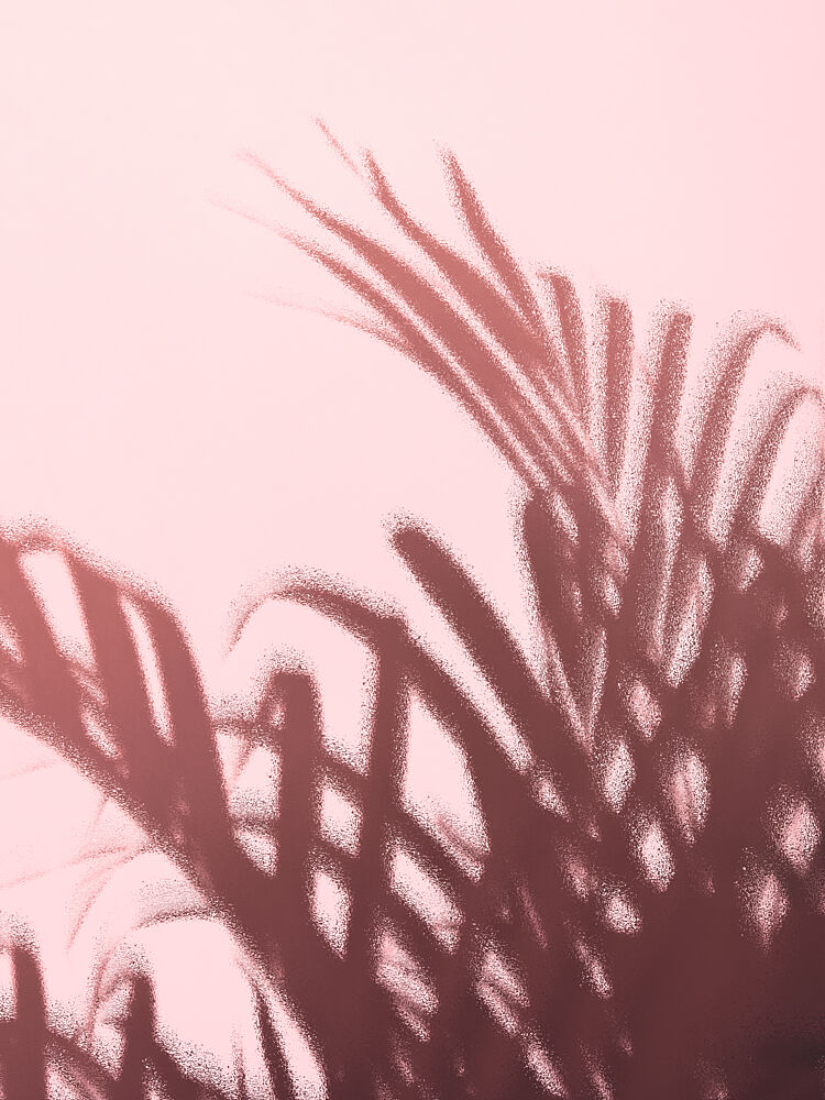 Pink Palm Shadows art print by Pictufy Studio III for $57.95 CAD