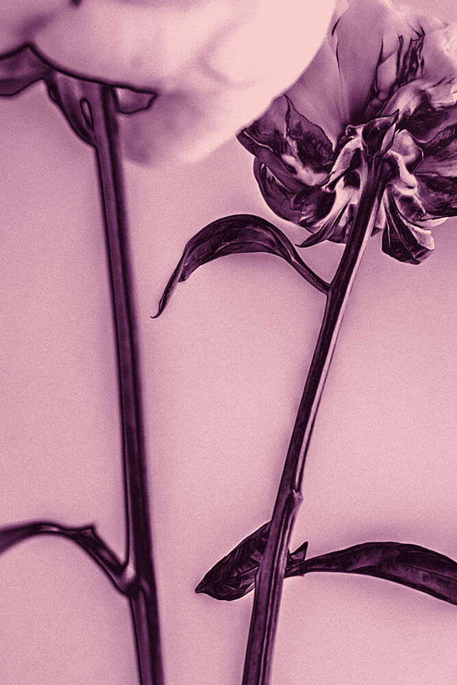Gentle Floral Undersides art print by Pictufy Studio III for $57.95 CAD