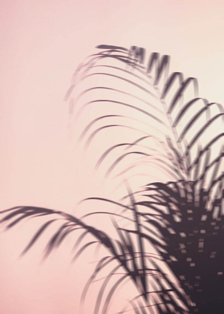 Soft Pink Palm Shadows art print by Pictufy Studio III for $57.95 CAD