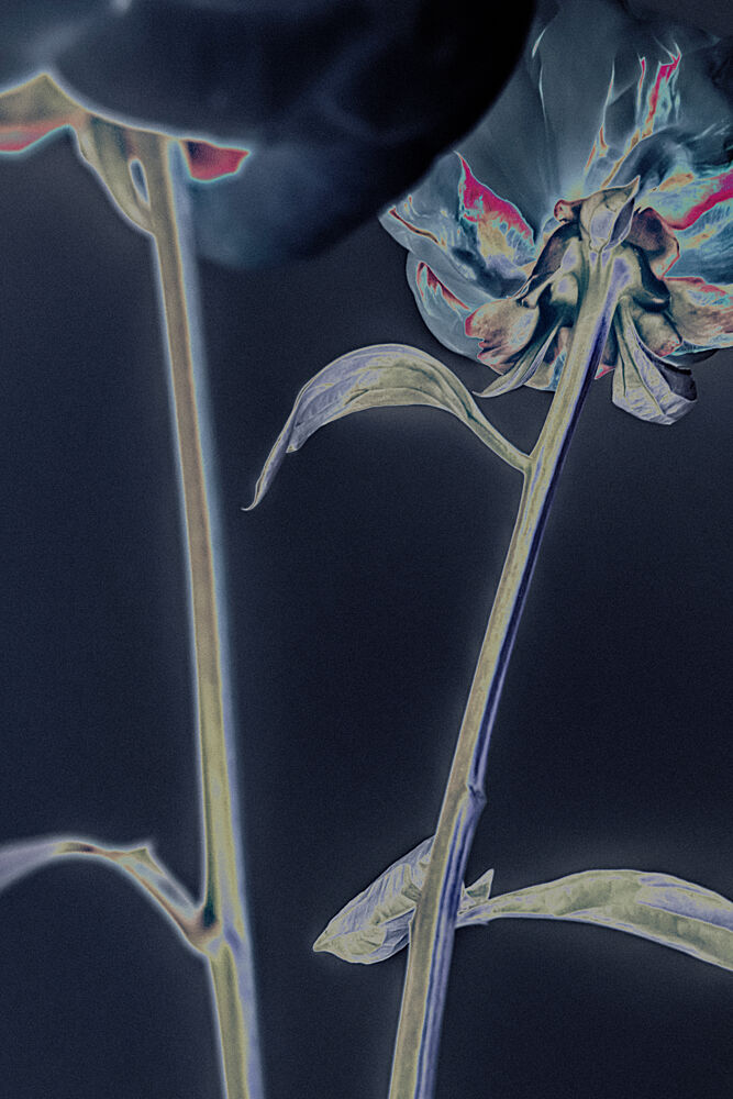 Glowing Floral Dream art print by Pictufy Studio III for $57.95 CAD