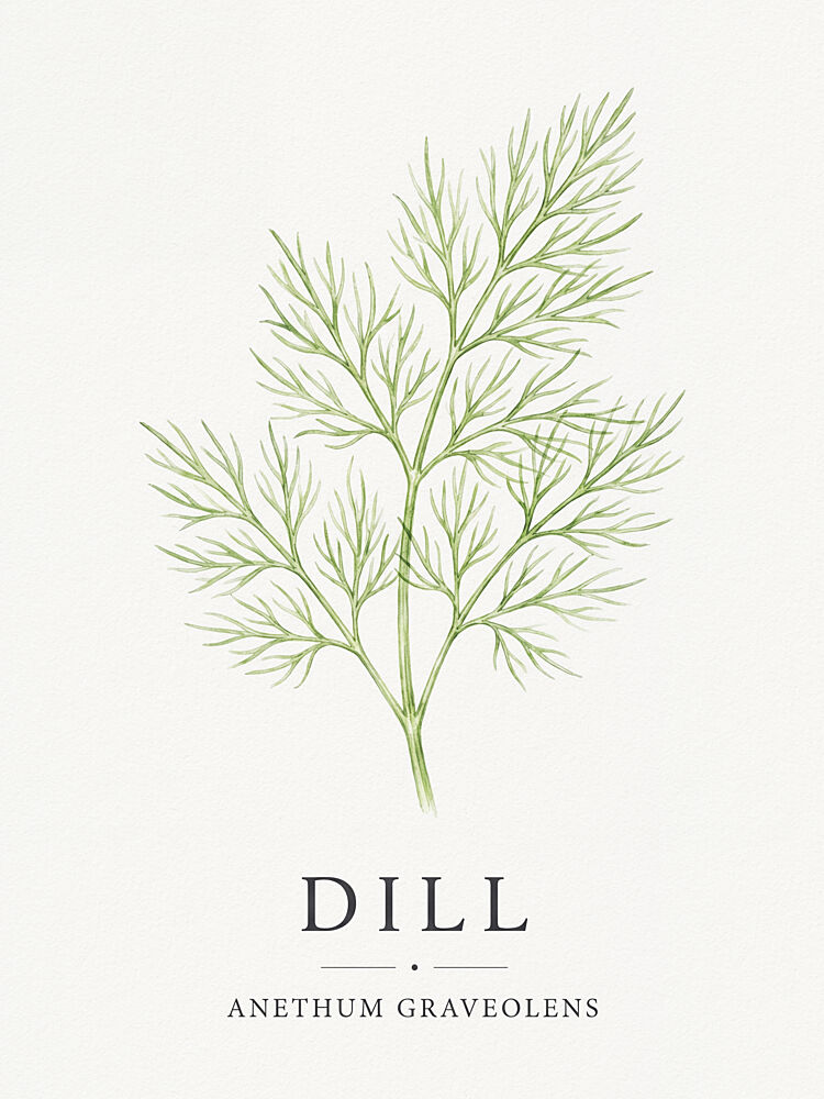 Fresh Dill Botanical art print by Andreas Magnusson for $57.95 CAD