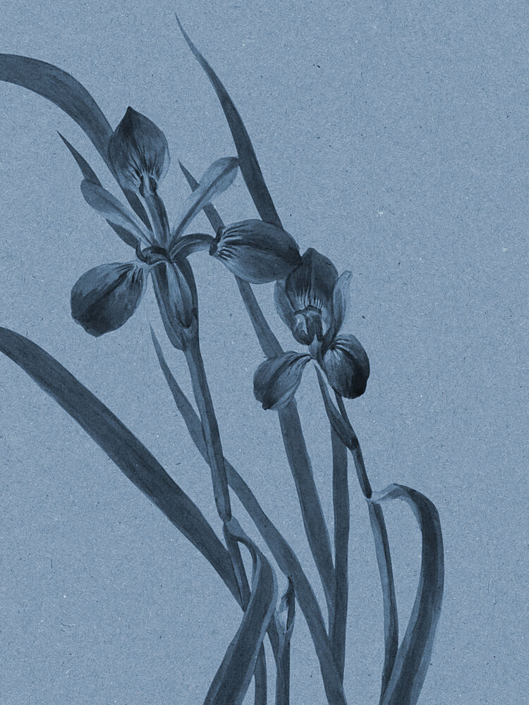 Elegant Blue Irises art print by Wild Violets for $57.95 CAD