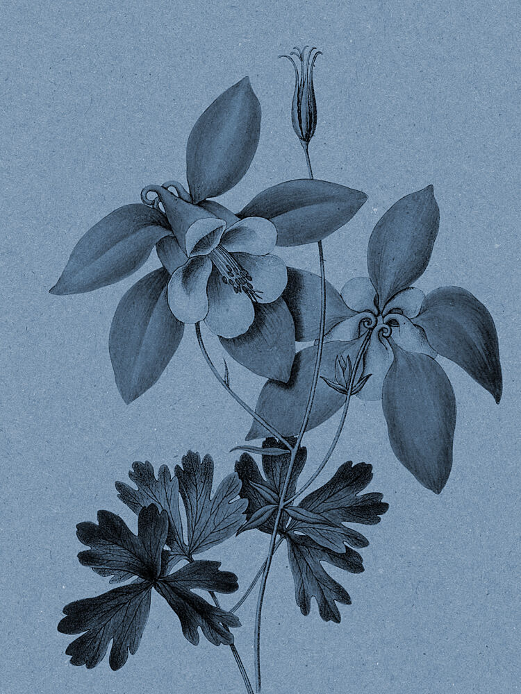 Blue Columbine Botanical Study art print by Wild Violets for $57.95 CAD