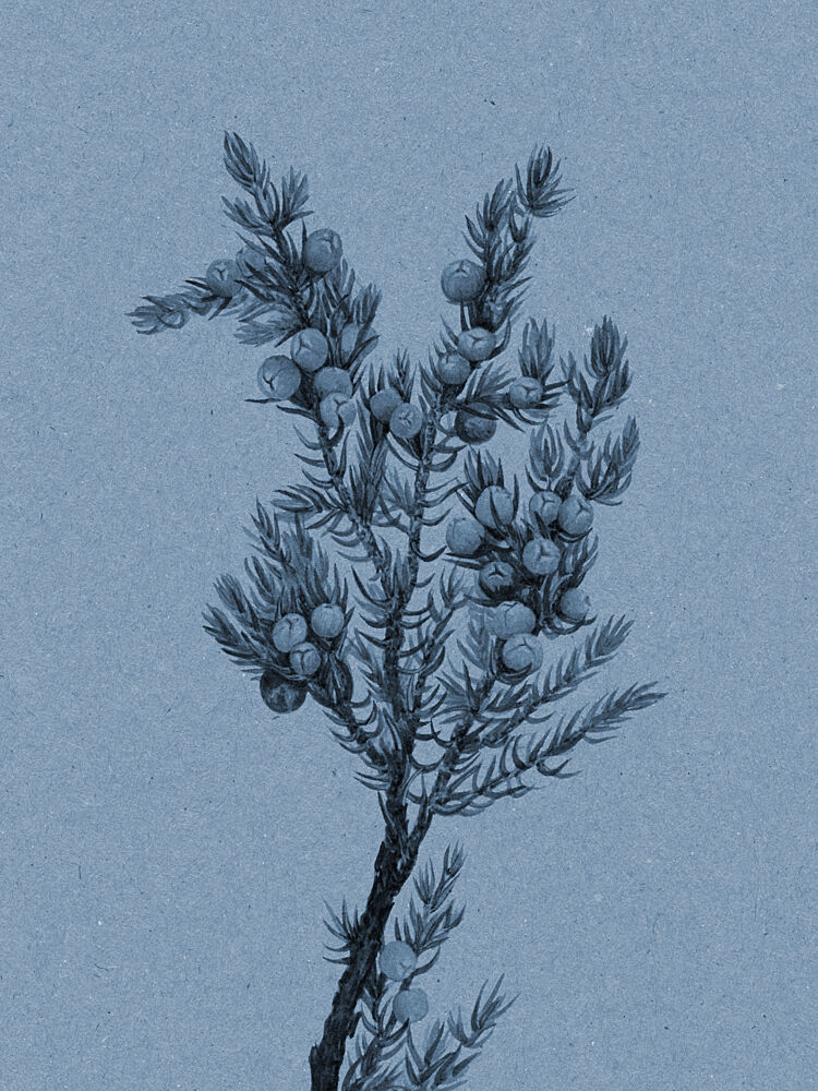 Blue Juniper Botanical art print by Wild Violets for $57.95 CAD
