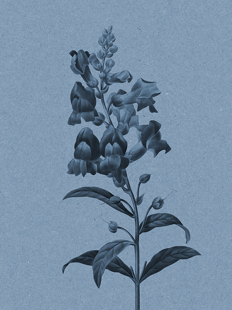 Vintage Botanical Study art print by Wild Violets for $57.95 CAD