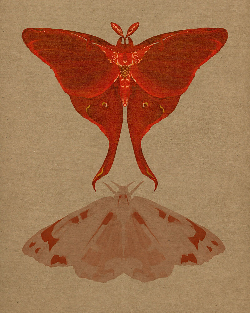 Luna Moth Pair art print by Josie George for $57.95 CAD