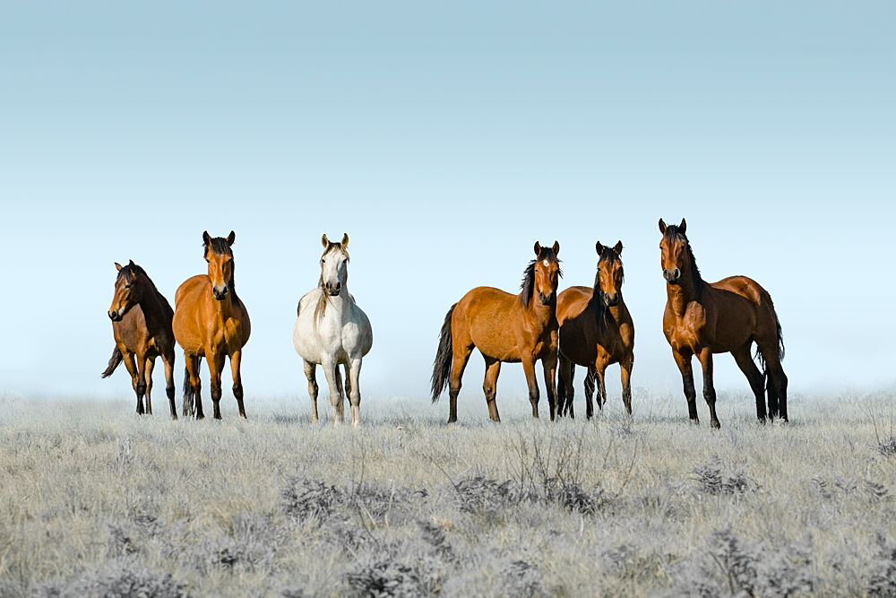 Wild Horses on Prairie art print by Linda Louw for $57.95 CAD
