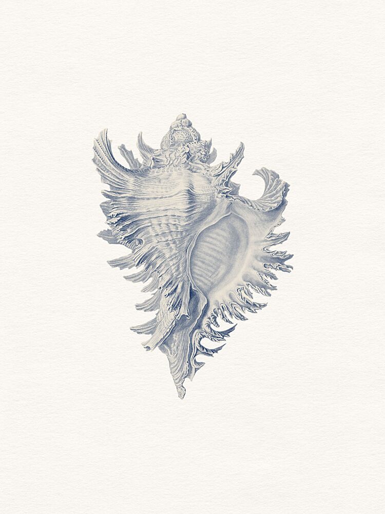 Intricate Seashell Study art print by Wild Violets for $57.95 CAD