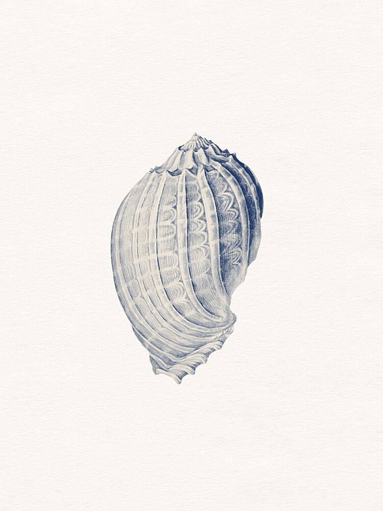 Intricate Blue Seashell art print by Wild Violets for $57.95 CAD
