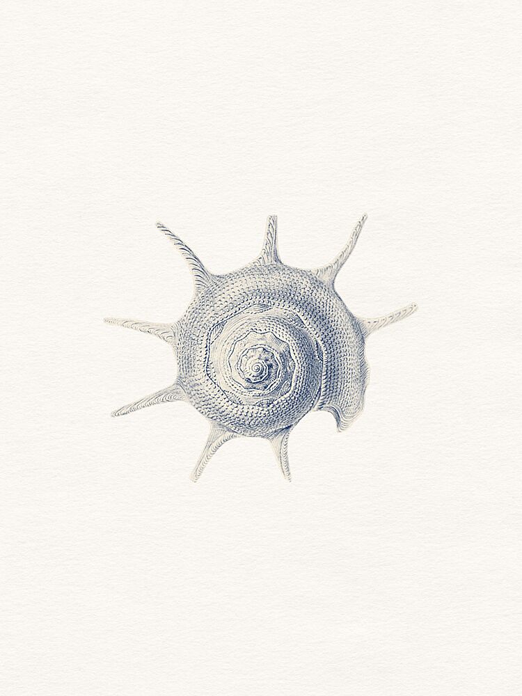 Vintage Spined Shell art print by Wild Violets for $57.95 CAD
