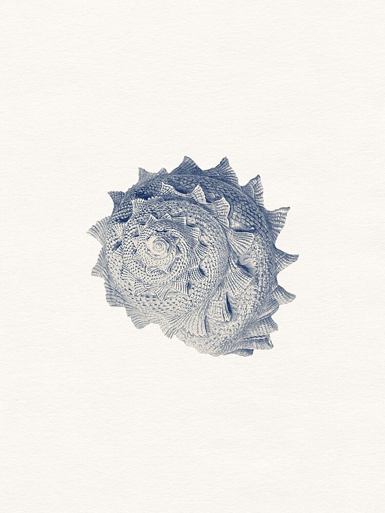 Spiked Shell Study art print by Wild Violets for $57.95 CAD