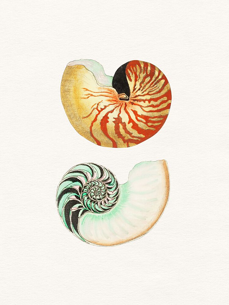 Nautilus Shell Cross Sections art print by Wild Violets for $57.95 CAD