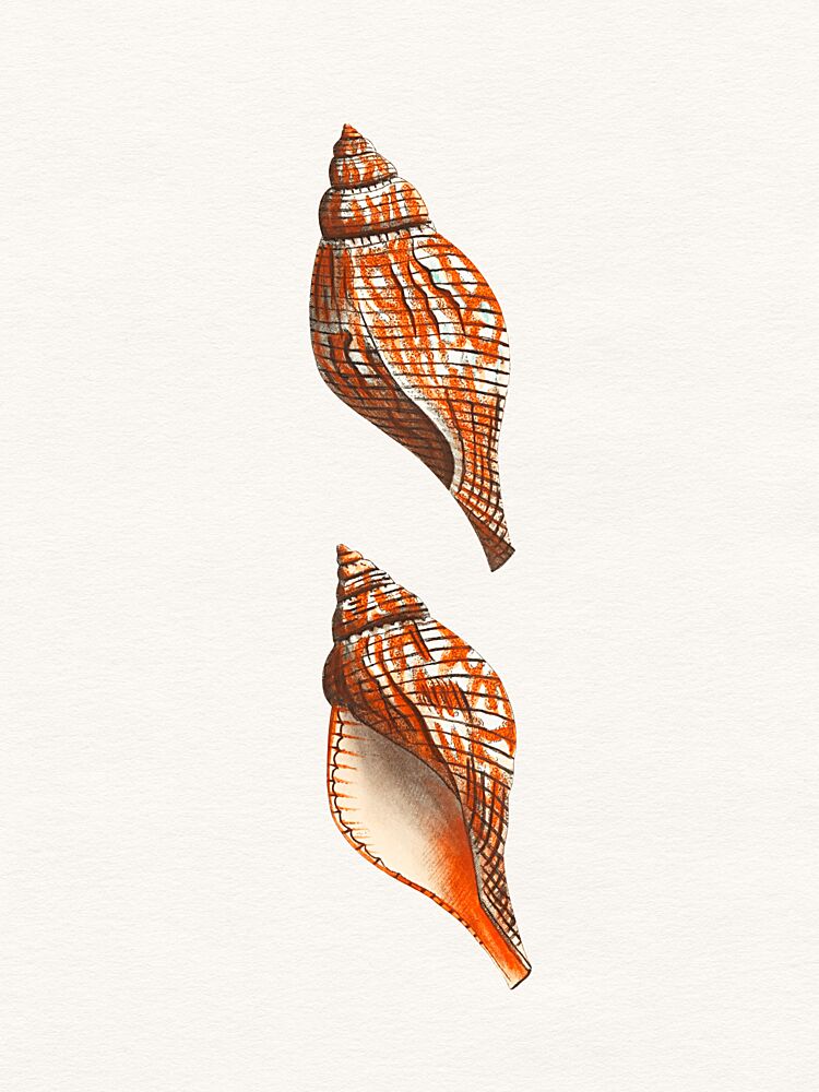 Orange Conch Shells art print by Wild Violets for $57.95 CAD