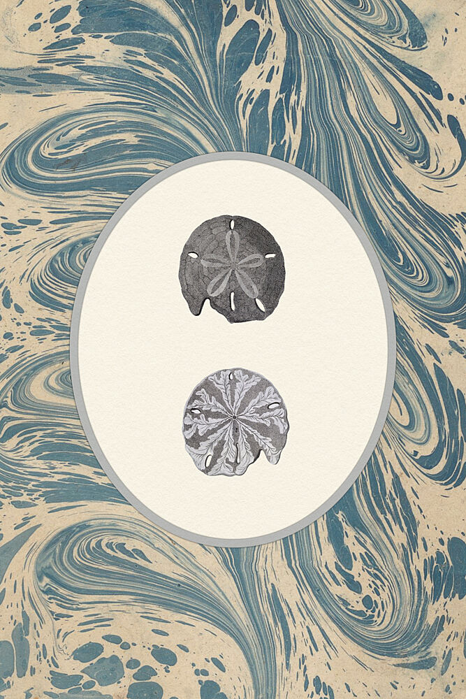 Sand Dollar Ocean Swirl art print by Wild Violets for $57.95 CAD