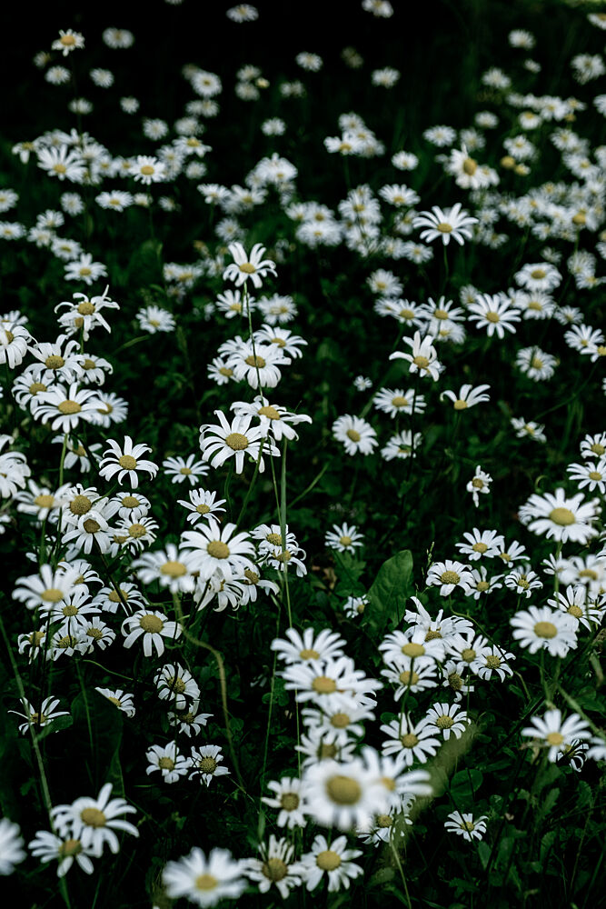 White Daisy Field art print by Mareike Bohmer for $57.95 CAD