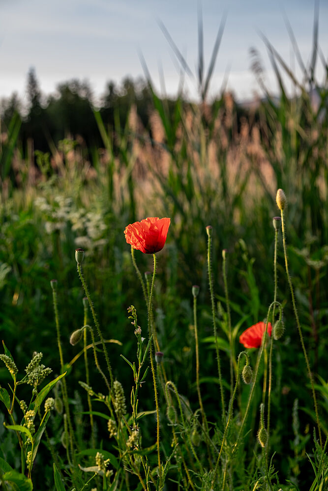 Golden Hour Poppies art print by Mareike Bohmer for $57.95 CAD