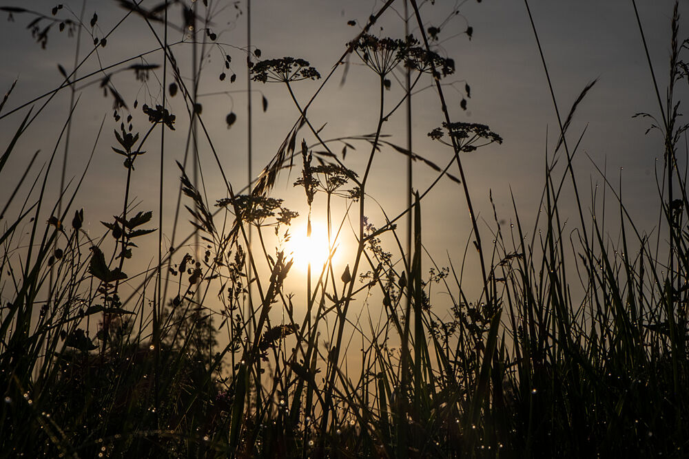 Golden Hour Grass art print by Mareike Bohmer for $57.95 CAD