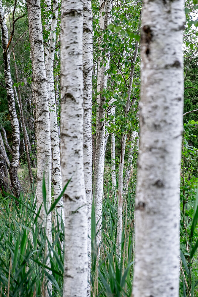 White Birch Forest art print by Mareike Bohmer for $57.95 CAD