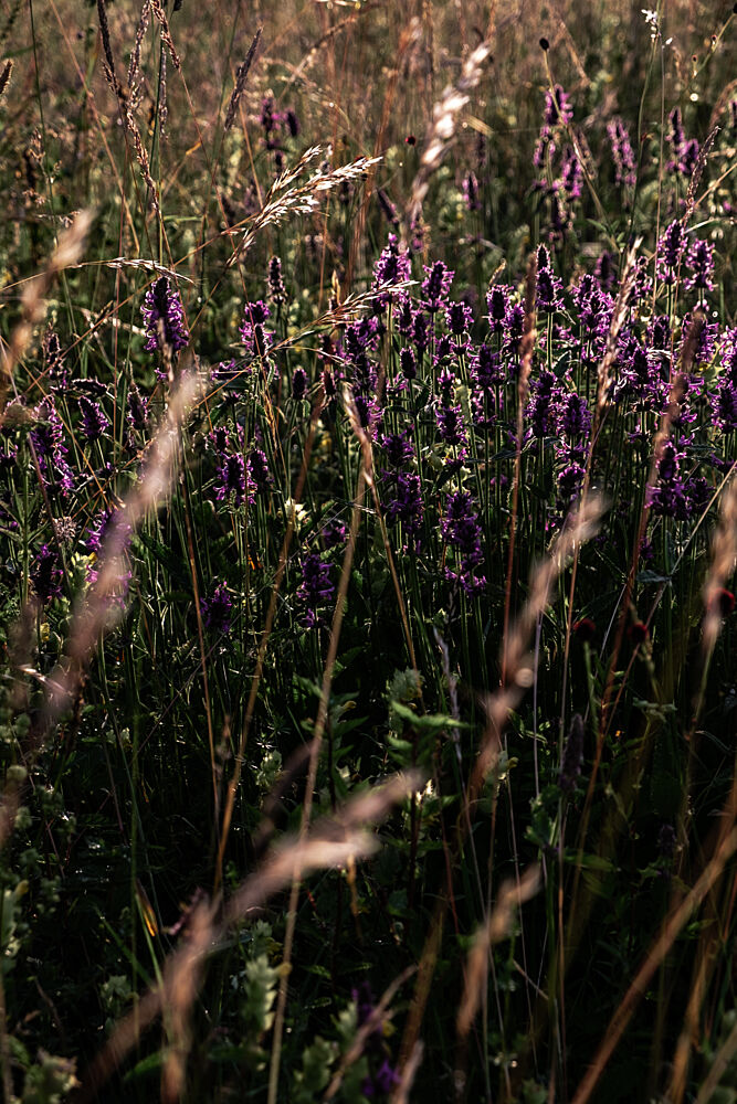 Wild Purple Flowers art print by Mareike Bohmer for $57.95 CAD
