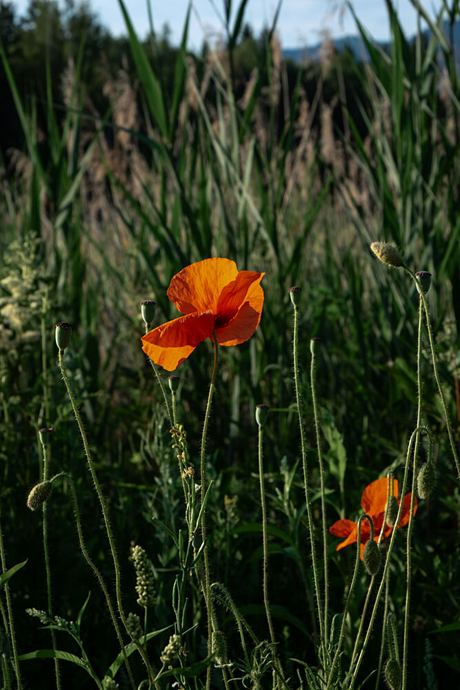 Orange Poppy Field art print by Mareike Bohmer for $57.95 CAD