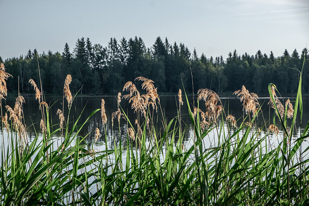 Peaceful Lake Reeds art print by Mareike Bohmer for $57.95 CAD