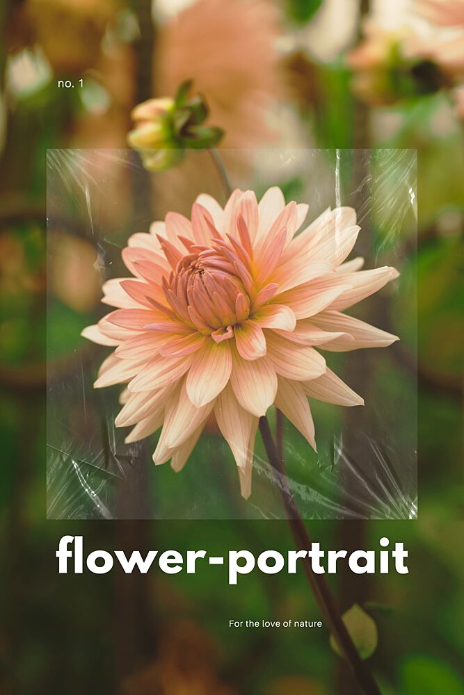 Soft Peach Dahlia art print by Marianne Bassil for $57.95 CAD