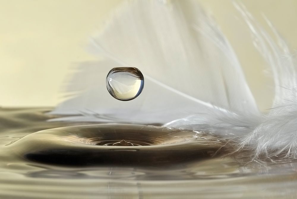 Feathers Drop art print by Heidi Westum for $57.95 CAD