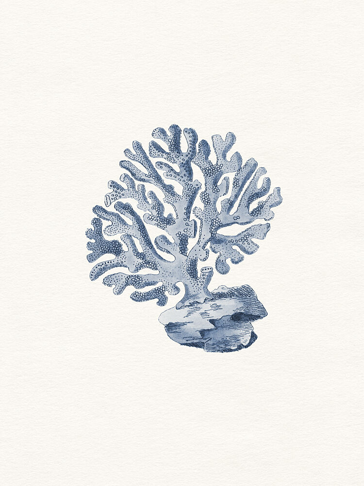 Marine Coral Study art print by Wild Violets for $57.95 CAD