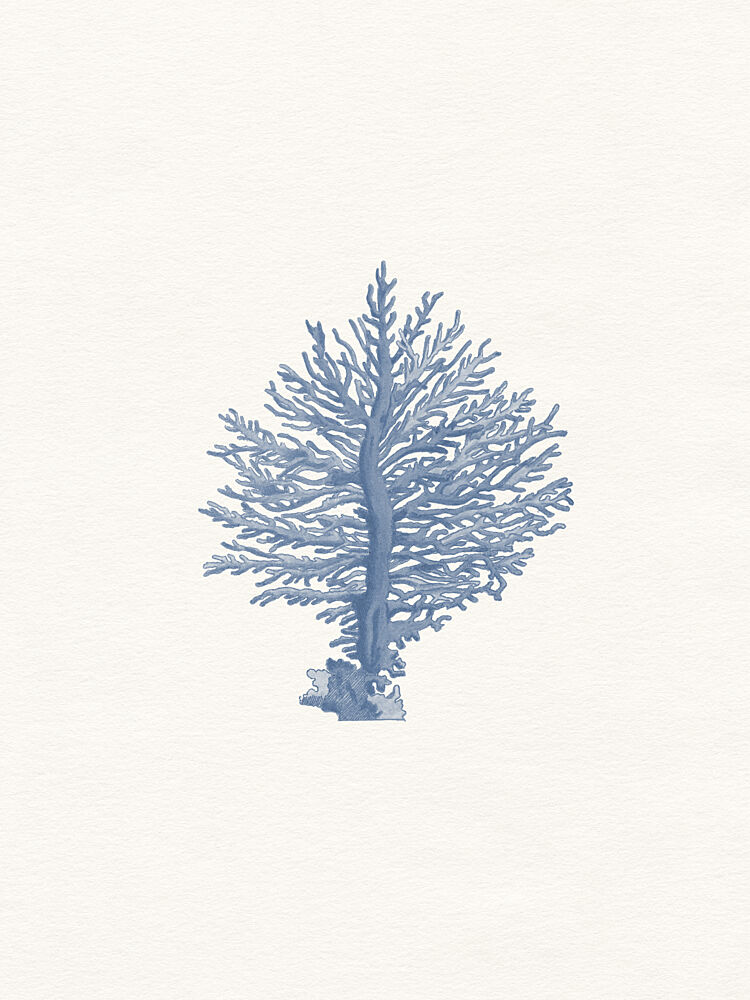 Delicate Blue Coral art print by Wild Violets for $57.95 CAD