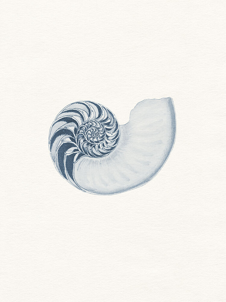 Blue Nautilus Spiral art print by Wild Violets for $57.95 CAD